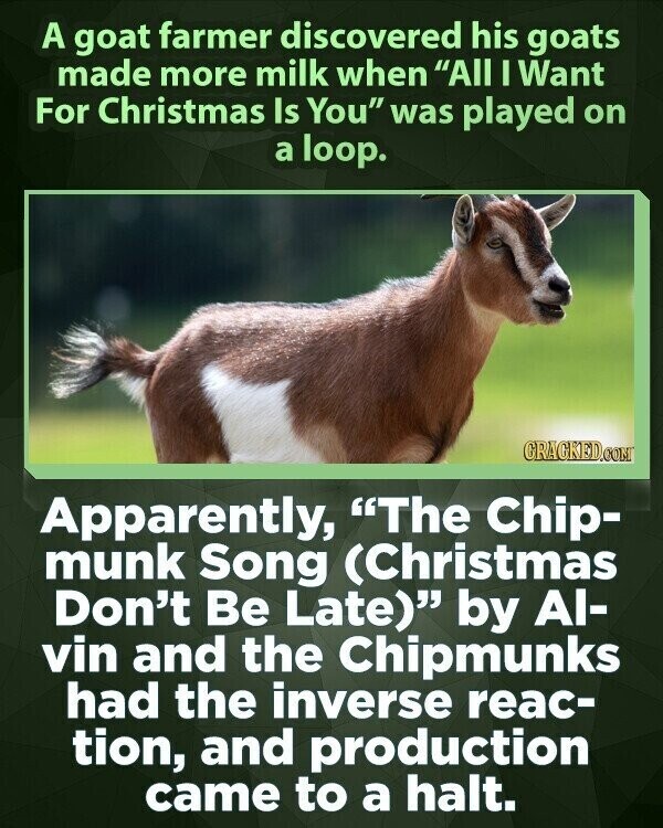 A goat farmer discovered his goats made more milk when All I Want For Christmas Is You was played on a loop. CRACKED.COM Apparently, The Chip- munk Song (Christmas Don't Be Late) by Al- vin and the Chipmunks had the inverse reac- tion, and production came to a halt.