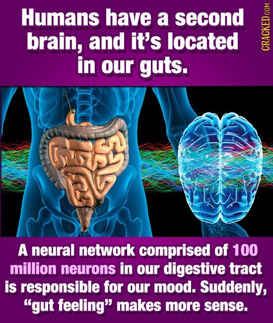 Humans have a second brain, and it's located CRACKED.COM in our guts. A neural network comprised of 100 million neurons in our digestive tract is responsible for our mood. Suddenly, gut feeling makes more sense.