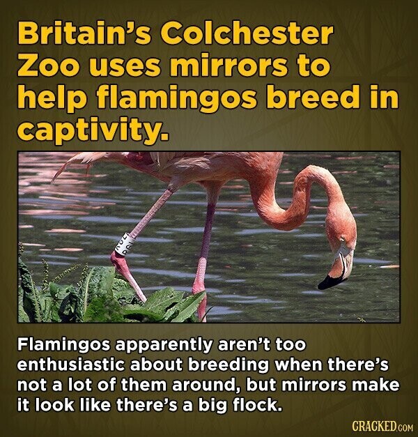 Britain's Colchester Zoo uses mirrors to help flamingos breed in captivity. Flamingos apparently aren't too enthusiastic about breeding when there's not a lot of them around, but mirrors make it look like there's a big flock. CRACKED.COM