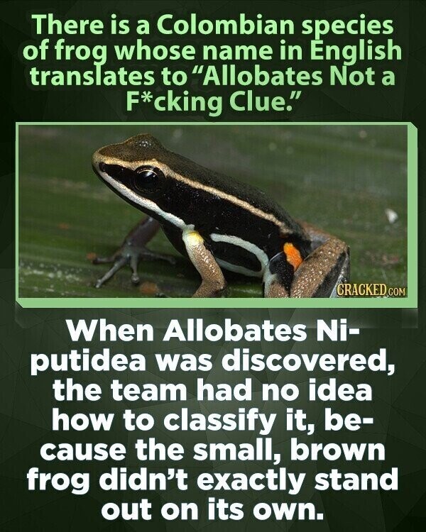 There is a Colombian species of frog whose name in English translates to Allobates Not a F*cking Clue. CRACKED COM When Allobates Ni- putidea was discovered, the team had no idea how to classify it, be- cause the small, brown frog didn't exactly stand out on its own.