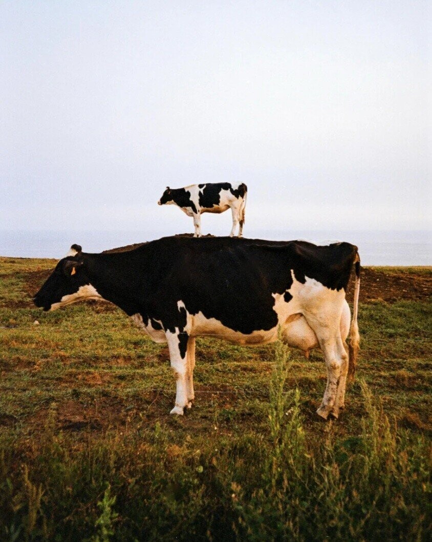 Photos That Need a Second Look to Make Sense