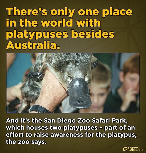 There's only one place in the world with platypuses besides Australia. And it's the San Diego Zoo Safari Park, which houses two platypuses - part of an effort to raise awareness for the platypus, the zoo says. CRACKED.COM