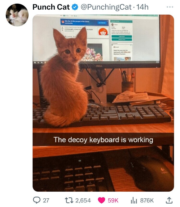 Punch Cat @PunchingCat.14h ... Join the 19.8m people in the class - community class 34.6m مر there Sud - - the Week! - - - - - - - - I - NAKER FROM - I Meet the new hub for teamwork Business Premium with Office 345 DELL The decoy keyboard is working 27 2,654 59K 876K 
