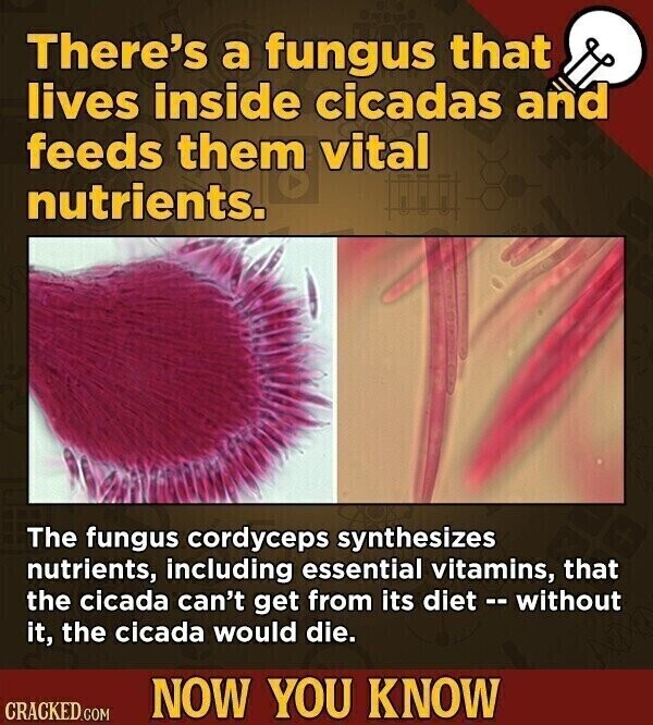 There's a fungus that lives inside cicadas and feeds them vital nutrients. The fungus cordyceps synthesizes nutrients, including essential vitamins, that the cicada can't get from its diet - without it, the cicada would die. NOW YOU KNOW CRACKED.COM