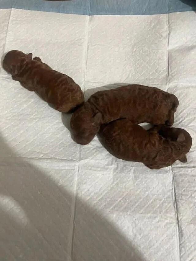 Photos That Need a Second Look to Make Sense