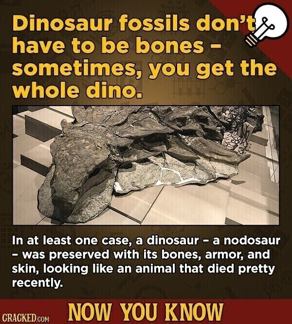 Dinosaur fossils don't have to be bones - sometimes, you get the whole dino. In at least one case, a dinosaur - a nodosaur -was preserved with its bones, armor, and skin, looking like an animal that died pretty recently. NOW YOU KNOW CRACKED.COM