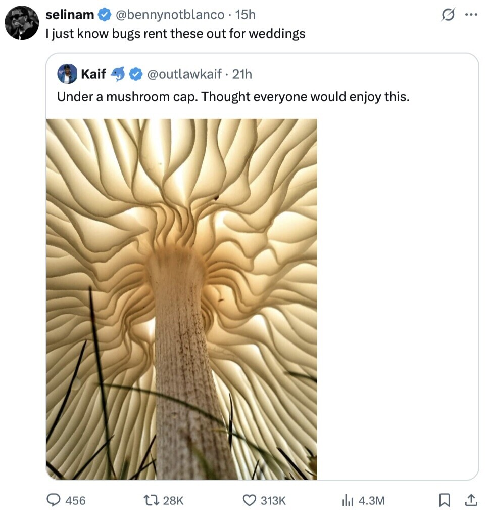 selinam @bennynotblanco 15h O ... I just know bugs rent these out for weddings Kaif @outlawkaif. 21h Under a mushroom cap. Thought everyone would enjoy this. 456 28K 313K del 4.3M 