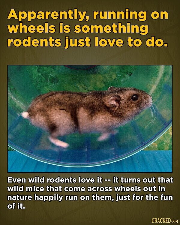 Apparently, running on wheels is something rodents just love to do. Even wild rodents love it -- it turns out that wild mice that come across wheels out in nature happily run on them, just for the fun of it. CRACKED.COM