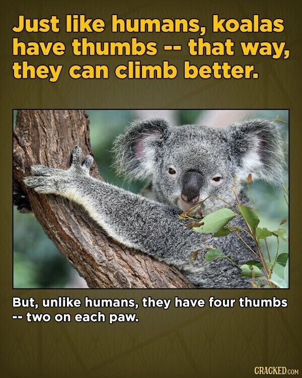 Just like humans, koalas have thumbs - - that way, they can climb better. But, unlike humans, they have four thumbs --two on each paw. CRACKED.COM
