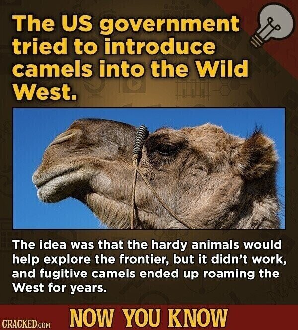 The US government tried to introduce camels into the Wild West. The idea was that the hardy animals would help explore the frontier, but it didn't work, and fugitive camels ended up roaming the West for years. NOW YOU KNOW CRACKED.COM