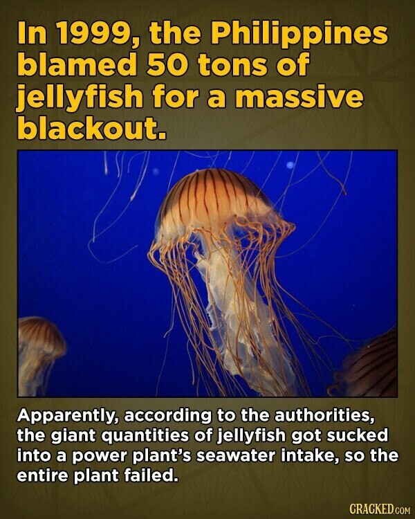 In 1999, the Philippines blamed 50 tons of jellyfish for a massive blackout. Apparently, according to the authorities, the giant quantities of jellyfish got sucked into a power plant's seawater intake, so the entire plant failed. CRACKED.COM