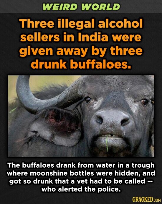 WEIRD WORLD Three illegal alcohol sellers in India were given away by three drunk buffaloes. The buffaloes drank from water in a trough where moonshine bottles were hidden, and got so drunk that a vet had to be called -- who alerted the police. CRACKED.COM