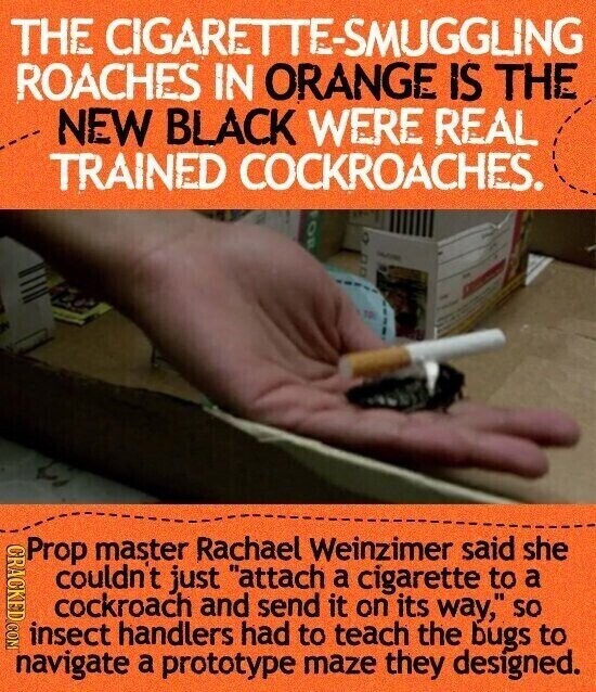 THE CIGARETTE-SMUGGLING ROACHES IN ORANGE IS THE NEW BLACK WERE REAL TRAINED COCKROACHES. Prop master Rachael Weinzimer said she CRACKED.COM couldn't just attach a cigarette to a cockroach and send it on its way, SO insect handlers had to teach the bugs to navigate a prototype maze they designed.