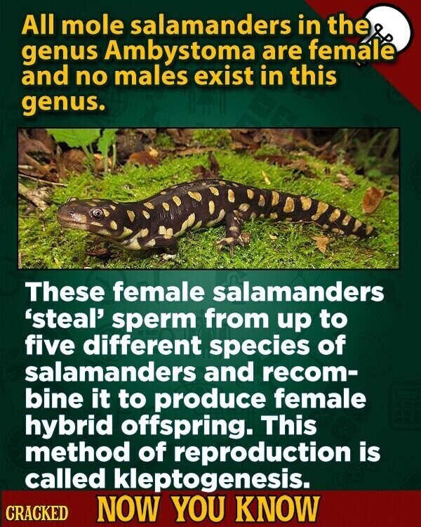 All mole salamanders in the genus Ambystoma are female and no males exist in this genus. These female salamanders 'steal' sperm from up to five different species of salamanders and recom- bine it to produce female hybrid offspring. This method of reproduction is called kleptogenesis. CRACKED NOW YOU KNOW