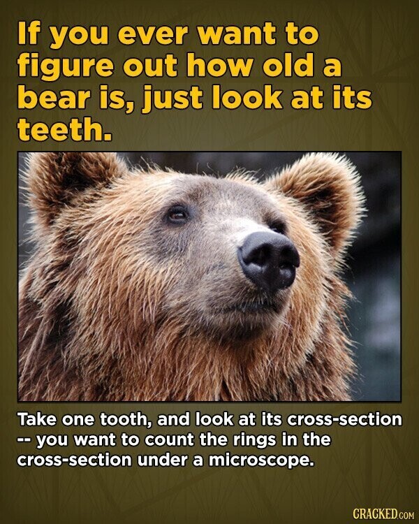 If you ever want to figure out how old a bear is, just look at its teeth. Take one tooth, and look at its cross-section -- you want to count the rings in the cross-section under a microscope. CRACKED.COM