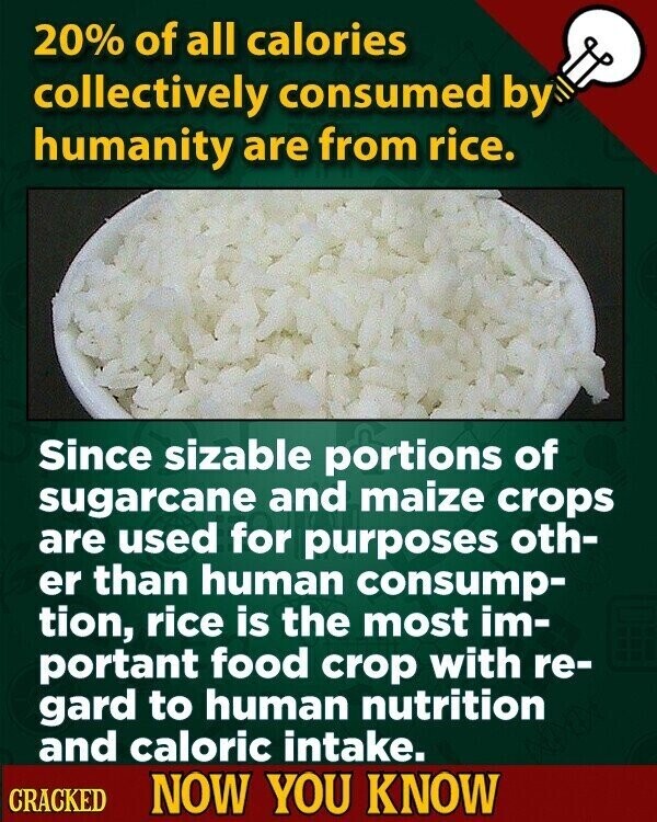 20% of all calories collectively consumed by humanity are from rice. Since sizable portions of sugarcane and maize crops are used for purposes oth- er than human consump- tion, rice is the most im- portant food crop with re- gard to human nutrition and caloric intake. CRACKED NOW YOU KNOW