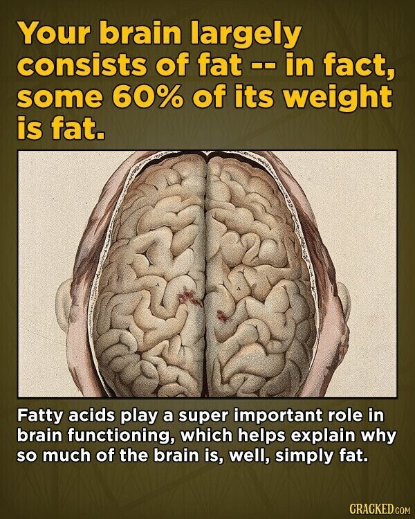 Your brain largely consists of fat -- in fact, some 60% of its weight is fat. Fatty acids play a super important role in brain functioning, which helps explain why so much of the brain is, well, simply fat. CRACKED.COM