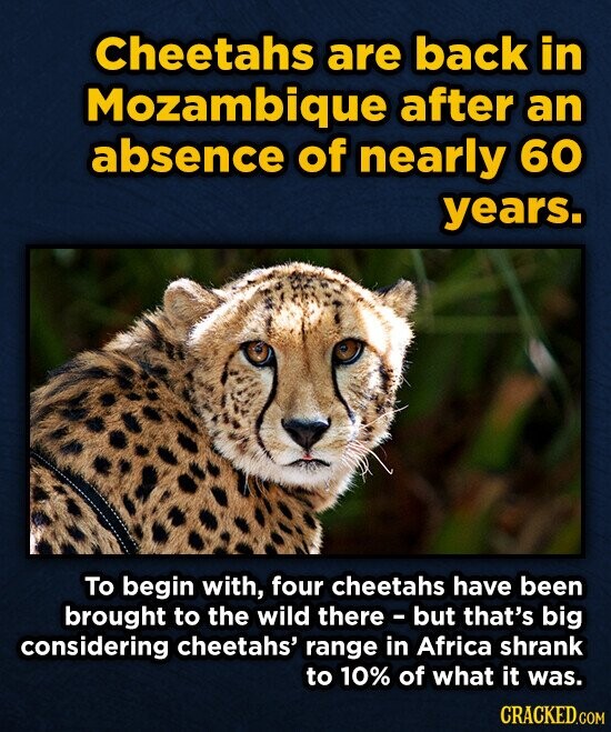 Cheetahs are back in Mozambique after an absence of nearly 60 years. To begin with, four cheetahs have been brought to the wild there - but that's big considering cheetahs' range in Africa shrank to 10% of what it was. CRACKED.COM