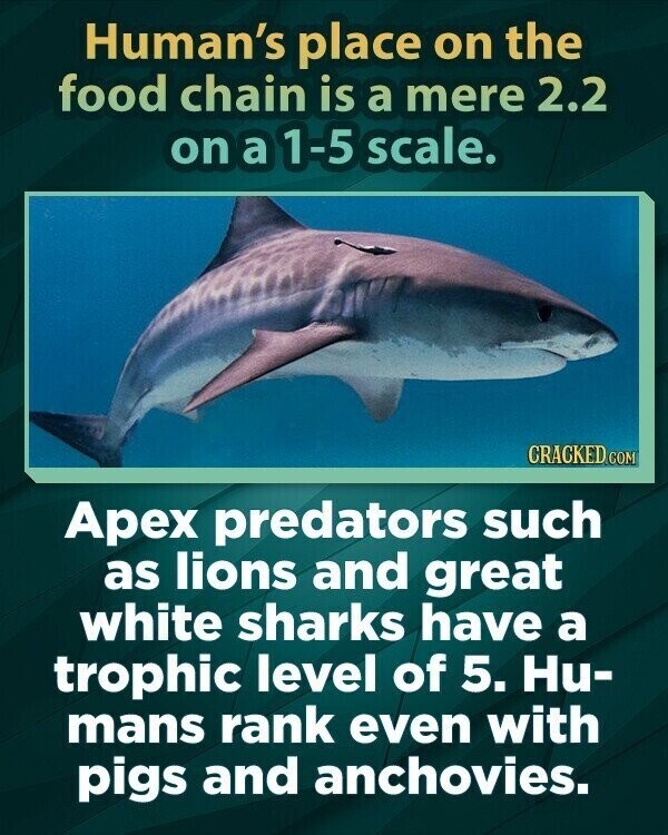 Human's place on the food chain is a mere 2.2 on a 1-5 scale. CRACKED.COM Apex predators such as lions and great white sharks have a trophic level of 5. Hu- mans rank even with pigs and anchovies.