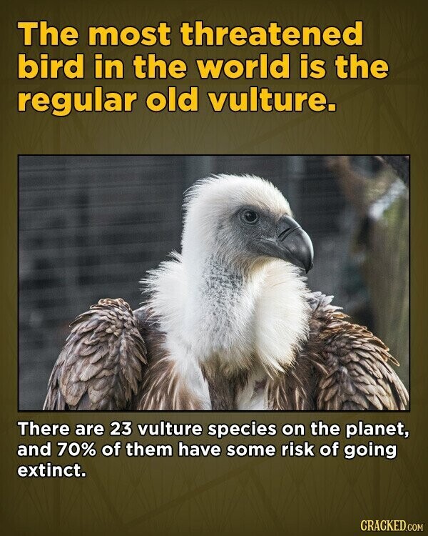 The most threatened bird in the world is the regular old vulture. There are 23 vulture species on the planet, and 70% of them have some risk of going extinct. CRACKED.COM