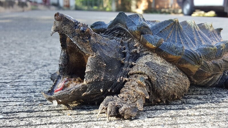 40 Goopy Bits of Science Trivia That Slithered Out From Under a Log and Into Your Brain