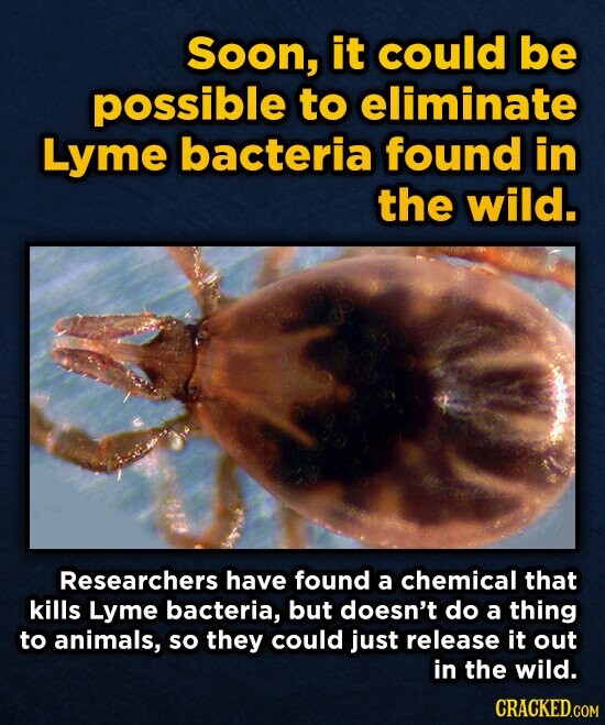 Soon, it could be possible to eliminate Lyme bacteria found in the wild. Researchers have found a chemical that kills Lyme bacteria, but doesn't do a thing to animals, so they could just release it out in the wild. CRACKED.COM