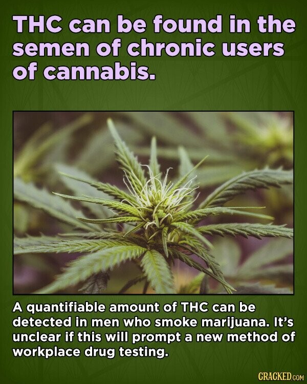THC can be found in the semen of chronic users of cannabis. A quantifiable amount of THC can be detected in men who smoke marijuana. It's unclear if this will prompt a new method of workplace drug testing. CRACKED.COM