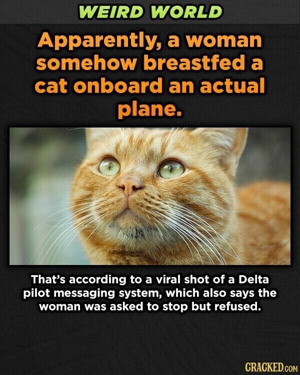 WEIRD WORLD Apparently, a woman somehow breastfed a cat onboard an actual plane. That's according to a viral shot of a Delta pilot messaging system, which also says the woman was asked to stop but refused. CRACKED.COM