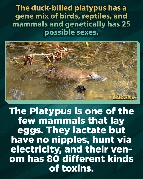 The duck-billed platypus has a gene mix of birds, reptiles, and mammals and genetically has 25 possible sexes. GRACKED.COM The Platypus is one of the few mammals that lay eggs. They lactate but have no nipples, hunt via electricity, and their ven- om has 80 different kinds of toxins.