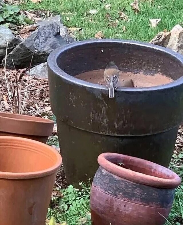 Photos Where You Might Need to Look More Than Once