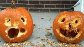 Pathetic Pumpkins That Have Lost the Will to Live