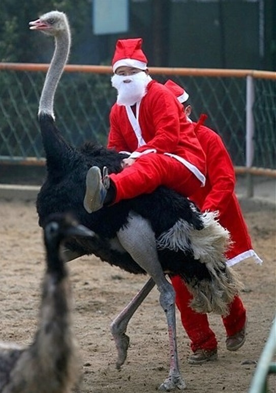 20 Photos from if the Grinch Ran Christmas