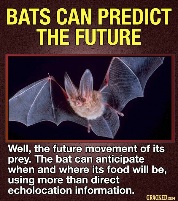 BATS CAN PREDICT THE FUTURE Well, the future movement of its prey. The bat can anticipate when and where its food will be, using more than direct echolocation information. CRACKED.COM
