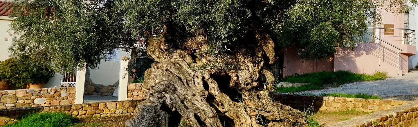 Hear Us Out: 13 Legitimately Interesting Trees
