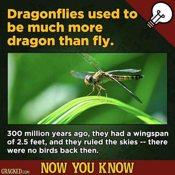Dragonflies used to be much more dragon than fly. 300 million years ago, they had a wingspan of 2.5 feet, and they ruled the skies - - there were no birds back then. NOW YOU KNOW CRACKED.COM