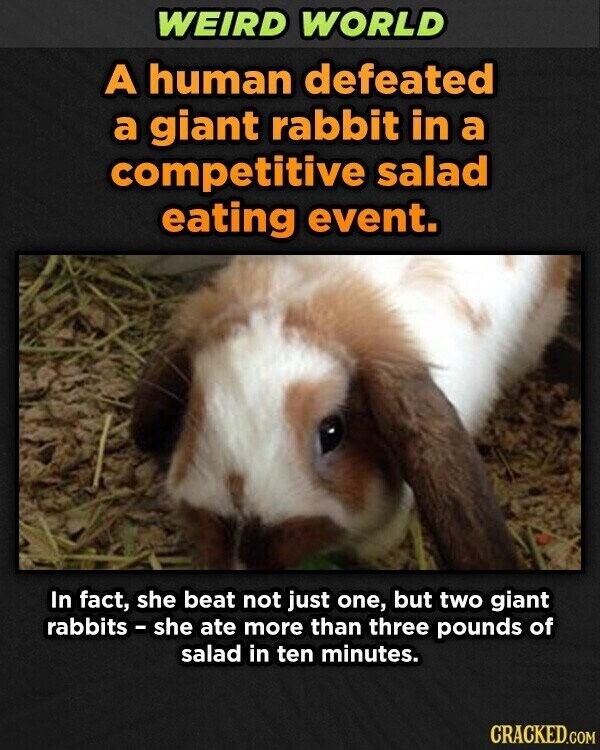 WEIRD WORLD A human defeated a giant rabbit in a competitive salad eating event. In fact, she beat not just one, but two giant rabbits - she ate more than three pounds of salad in ten minutes. CRACKED.COM