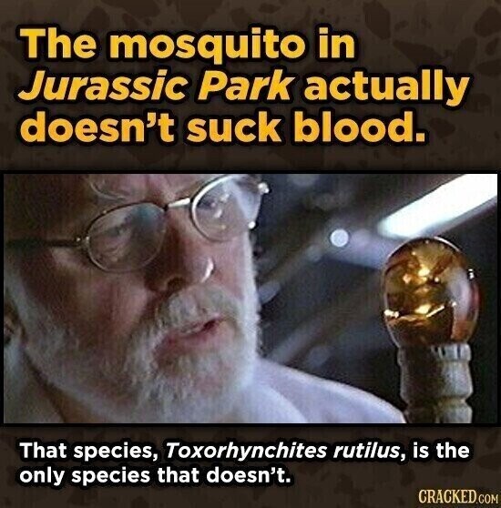 The mosquito in Jurassic Park actually doesn't suck blood. That species, Toxorhynchites rutilus, is the only species that doesn't. CRACKED.COM