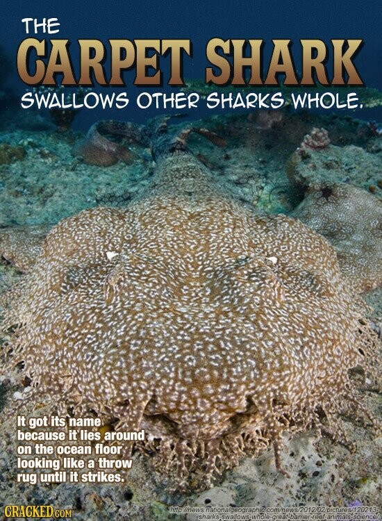 THE CARPET SHARK SWALLOWS OTHER SHARKS WHOLE. It got its name because it lies around on the ocean floor looking like a throw rug until it strikes. CRACKED COM http //news nationalgeographic @com/news/2012/02/pictures/120213- sharks-swallows-whole-grearbamer-reet-animals-science/