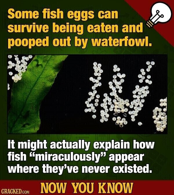 Some fish eggs can survive being eaten and pooped out by waterfowl. It might actually explain how fish miraculously appear where they've never existed. NOW YOU KNOW CRACKED.COM
