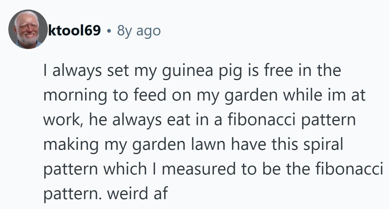ktool69 . 8y ago I always set my guinea pig is free in the morning to feed on my garden while im at work, he always eat in a fibonacci pattern making my garden lawn have this spiral pattern which I measured to be the fibonacci pattern. weird af
