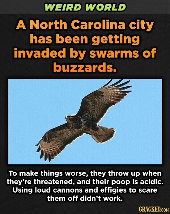 WEIRD WORLD A North Carolina city has been getting invaded by swarms of buzzards. To make things worse, they throw up when they're threatened, and their poop is acidic. Using loud cannons and effigies to scare them off didn't work. CRACKED.COM