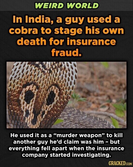 WEIRD WORLD In India, a guy used a cobra to stage his own death for insurance fraud. Не used it as a murder weapon to kill another guy he'd claim was him-but everything fell apart when the insurance company started investigating. CRACKED.COM