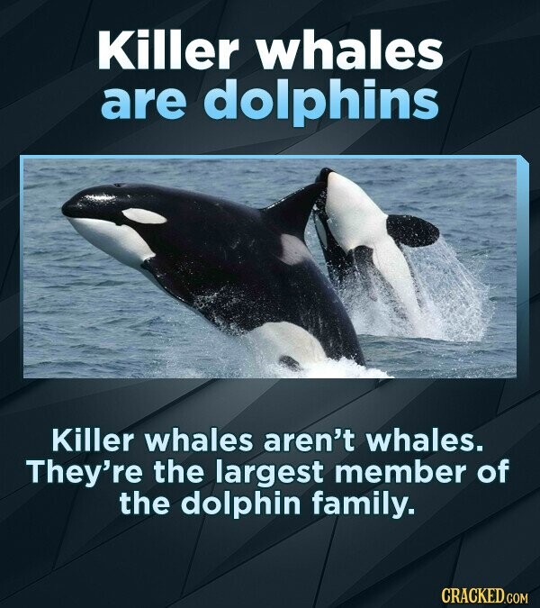 Killer whales are dolphins Killer whales aren't whales. They're the largest member of the dolphin family. CRACKED.COM