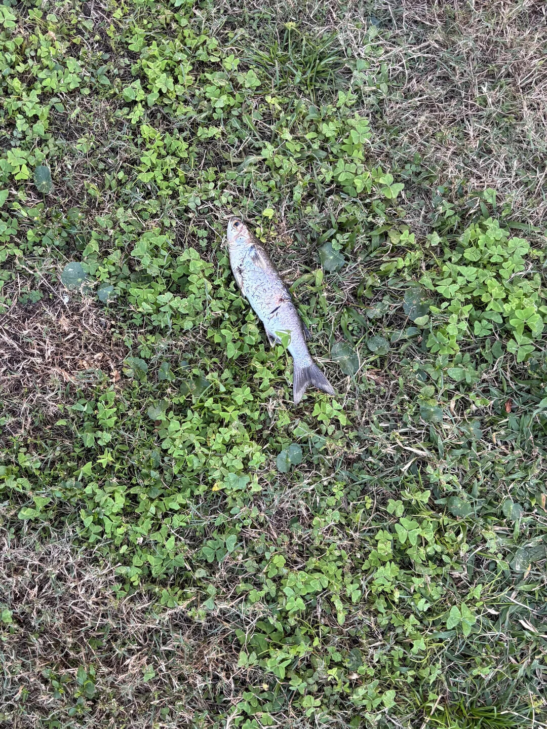 One-in-a-Million Shots That Could Never Happen Again