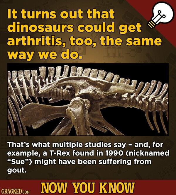 It turns out that dinosaurs could get arthritis, too, the same way we do. That's what multiple studies say and, for example, a T-Rex found in 1990 (nicknamed Sue) might have been suffering from gout. NOW YOU KNOW CRACKED.COM