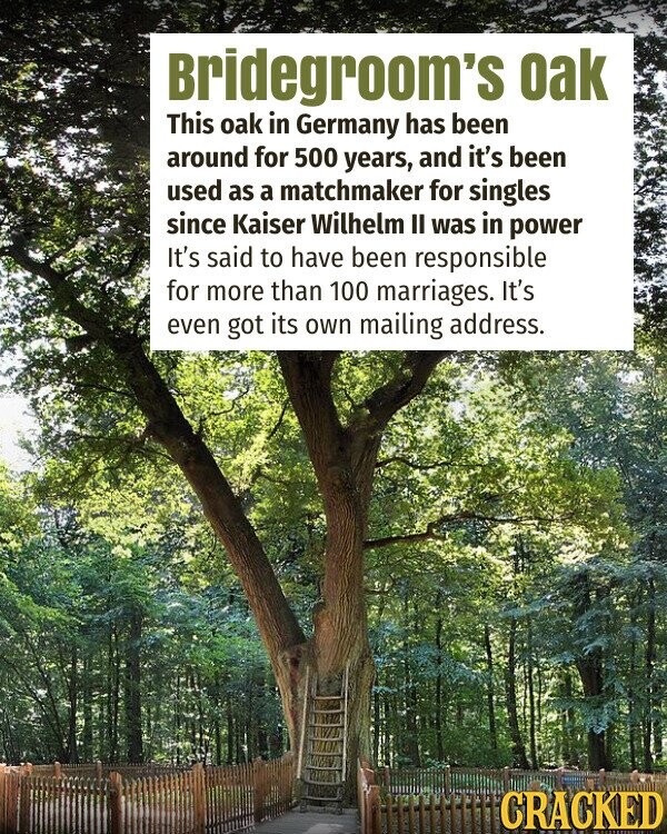 Bridegroom's oak This oak in Germany has been around for 500 years, and it's been used as a matchmaker for singles since Kaiser Wilhelm II was in power It's said to have been responsible for more than 100 marriages. It's even got its own mailing address. CRACKED