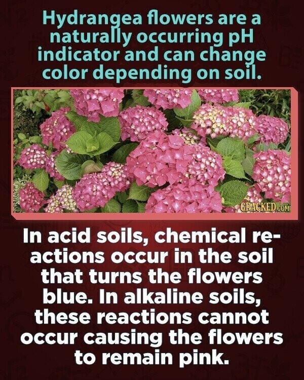 Hydrangea flowers are a naturally occurring pH indicator and can change color depending on soil. GRACKED COM In acid soils, chemical re- actions occur in the soil that turns the flowers blue. In alkaline soils, these reactions cannot occur causing the flowers to remain pink.