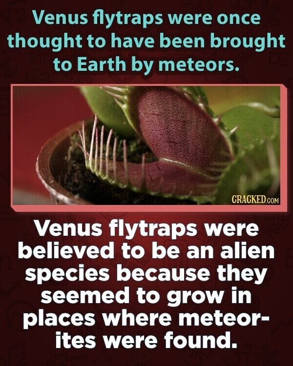 Venus flytraps were once thought to have been brought to Earth by meteors. CRACKED.COM Venus flytraps were believed to be an alien species because they seemed to grow in places where meteor- ites were found.