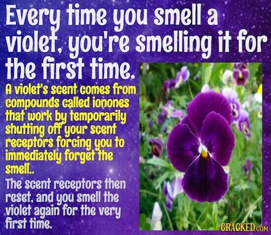 Every time you smell a violet, you're smelling it for the first time. A violet's scent comes from compounds called ionones that work by temporarily shutting off your scent receptors forcing you to immediately forget the smell.. The scent receptors then reset, and you smell the violet again for the very first time. CRACKED.COM