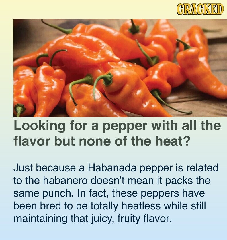 CRACKED Looking for a pepper with all the flavor but none of the heat? Just because a Habanada pepper is related to the habanero doesn't mean it packs the same punch. In fact, these peppers have been bred to be totally heatless while still maintaining that juicy, fruity flavor.